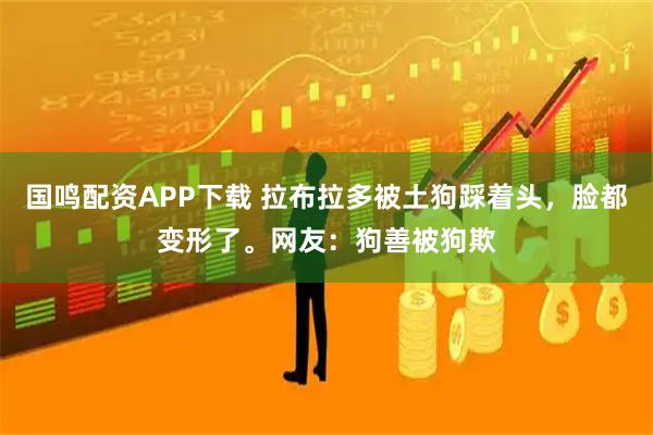 国鸣配资APP下载 拉布拉多被土狗踩着头，脸都变形了。网友：狗善被狗欺