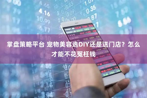 掌盘策略平台 宠物美容选DIY还是送门店？怎么才能不花冤枉钱